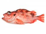 Sebastes viviparus - Norway Redfish.png