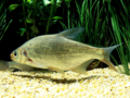 Blicca bjoerkna - White Bream.png