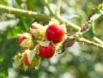 Litchi Tomato - Fruit of Solanum sisymbriifolium.png