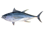 Thunnus albacares - Yellowfin Tuna.png