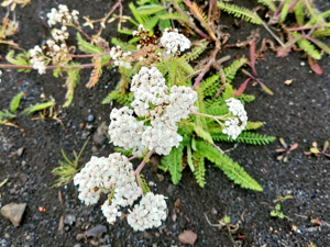 Achillea millefolium - Yarrow.png