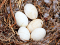Anser anser var. domesticus - Domestic Greylag Goose Egg.png