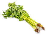 Apium graveolens - Celery.png