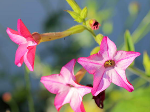 Nicotiana Tabacum flowers.png