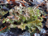 Cetraria islandica - Iceland Moss.png