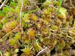Genus Sphagnum - Sphagnum Mosses.png