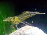 Atyaephyra desmarestii - European Freshwater Shrimp.png