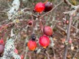 Malus fusca - Pacific Crab Apple.png