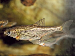 Alburnoides bipunctatus - Schneider.png