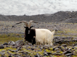 Capra hircus -（Domestic Goat）Icelandic Goat.png
