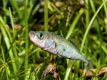 Gasterosteus aculeatus - Three spined stickleback.png
