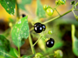 Fruit of Solanum americanum.png