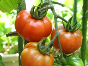 Italian Tomato Varieties - Rosso Rosso.png