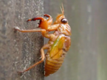 Soft Shell Cicada - Freshly Molted Cicada.png