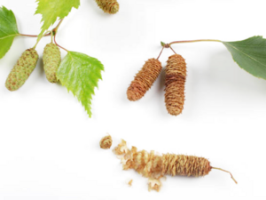 Betula pubescens - Birch Seeds.png