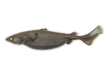 Centroscymnus coelolepis - Portuguese Dogfish.png