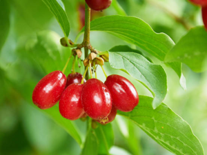 Cornelian cherry - Sansyuyu.png