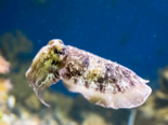 Sepia officinalis - European Common Cuttlefish.png