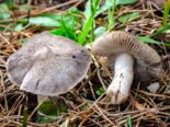 Tricholoma terreum - Grey Knight.png