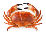 Cancer pagurus - Brown Crab.png