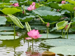 Nelumbo nucifera - Sacred Lotus.png
