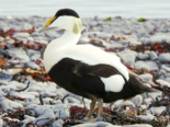 Somateria mollissima - Common Eider.png