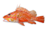 Pontinus kuhlii - Offshore Rockfish.png