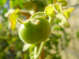 Wild Tomato - Solanum pennellii.png