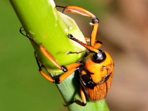 Cyrtotrachelus buqueti - Long Armed Snout Beetle.png