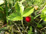 Fragaria vesca - Wild Strawberry.png