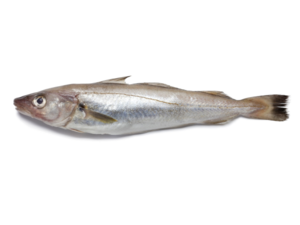 Merlangius merlangus - Whiting.png