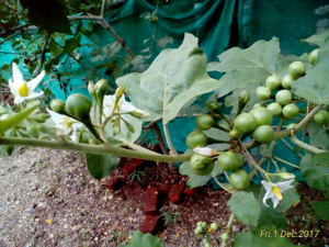 Solanum torvum - Turkey Berry plants.png