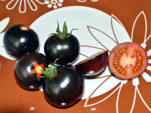 Tomato Varieties - Blue Tomato developed in Oregon State University.png