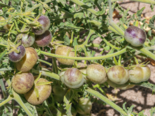 Wild Tomato - Solanum chilense.png