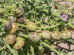 Wild Tomato - Solanum chilense.png