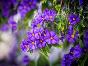 Lycianthes rantonnei flowers.png