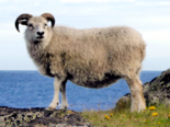 Ovis aries -（Domestic Sheep）Icelandic Sheep.png