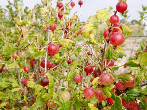 Ribes uva-crispa - Gooseberry.png