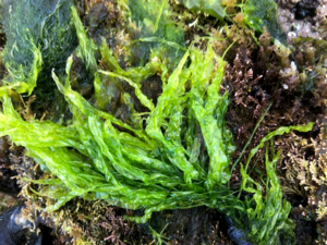 Ulva intestinalis - Gutweed.png