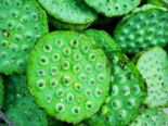 Nelumbo nucifera - Lotus Seed Pod.png
