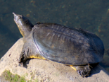 Pelodiscus sinensis - Chinese Softshell Turtle.png