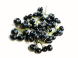 Garden Huckleberry - Relative of the Tomato.png