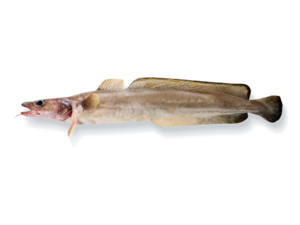 Molva molva - Haddock.png