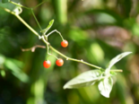 Fruit of Solanum lyratum.png