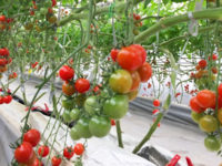How to Grow Tomato with Solid Substrate Cultivation.png