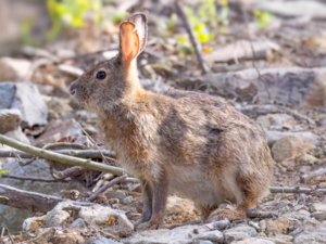 Lepus sinensis - Chinese Hare.png