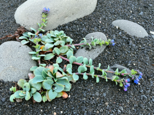 Mertensia maritima - Oysterplant.png