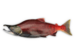 Oncorhynchus gorbuscha - Pink Salmon.png