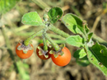 Fruit of Solanum Solanum villosum.png