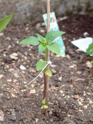 Tomatillo seedlings.png
